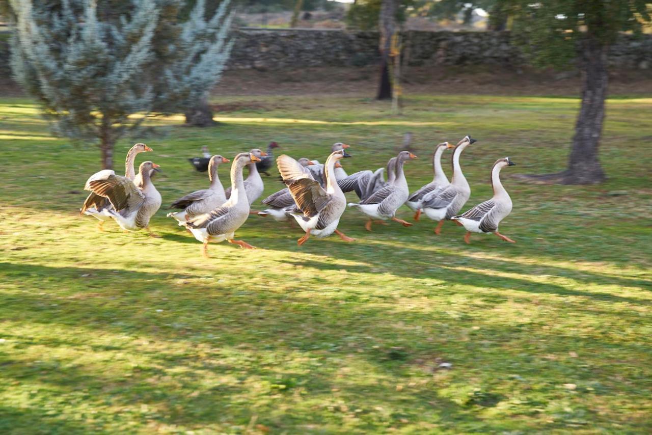 Valencia de Alcántara Finca El Cortinal מראה חיצוני תמונה